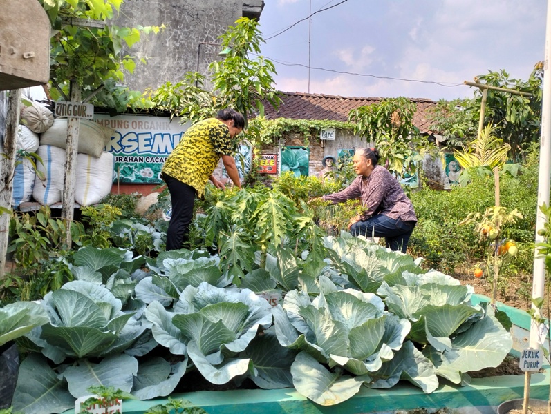 Warga Kampung Jambon Gesikan RW 4, Kelurahan Cacaban, Kecamatan Magelang Tengah panen sayur organik.