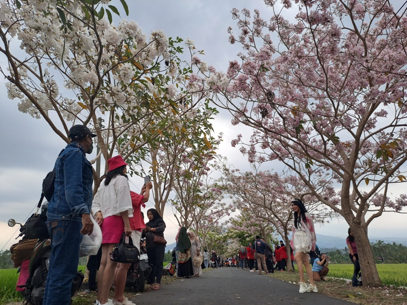 Jalan menuju Dusun Ngletoh, Payaman, Secang mendadak ramai warga yang ingin berswafoto di bawah pohon tabebuya.