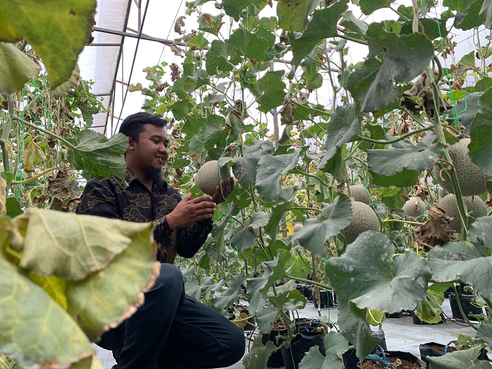 Hendi Nur Seto, petani melon Desa Banaran, Kecamatan Bansari, Kabupaten Temanggung.