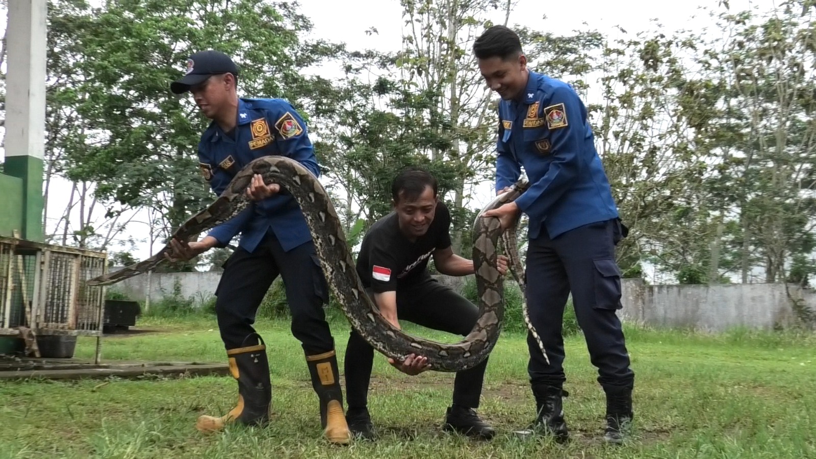 Personel Damkar mengamankan ular piton di Mako Induk Damkar Kabupaten Temanggung, Jumat (1/12/2023).