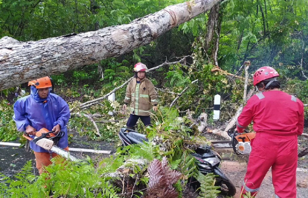 Evakuasi sepeda motor yang tertimpa pohon tumbang di Jalan Jogja Wonosari, Playen, Gunungkidul.
