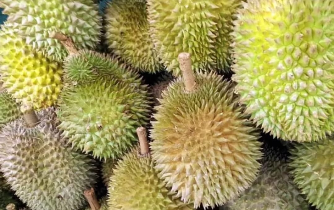 Durian asal Kabupaten Wonosobo yang banyak dicari oleh penggemar buah berasa manis, pahit dan legit ini.