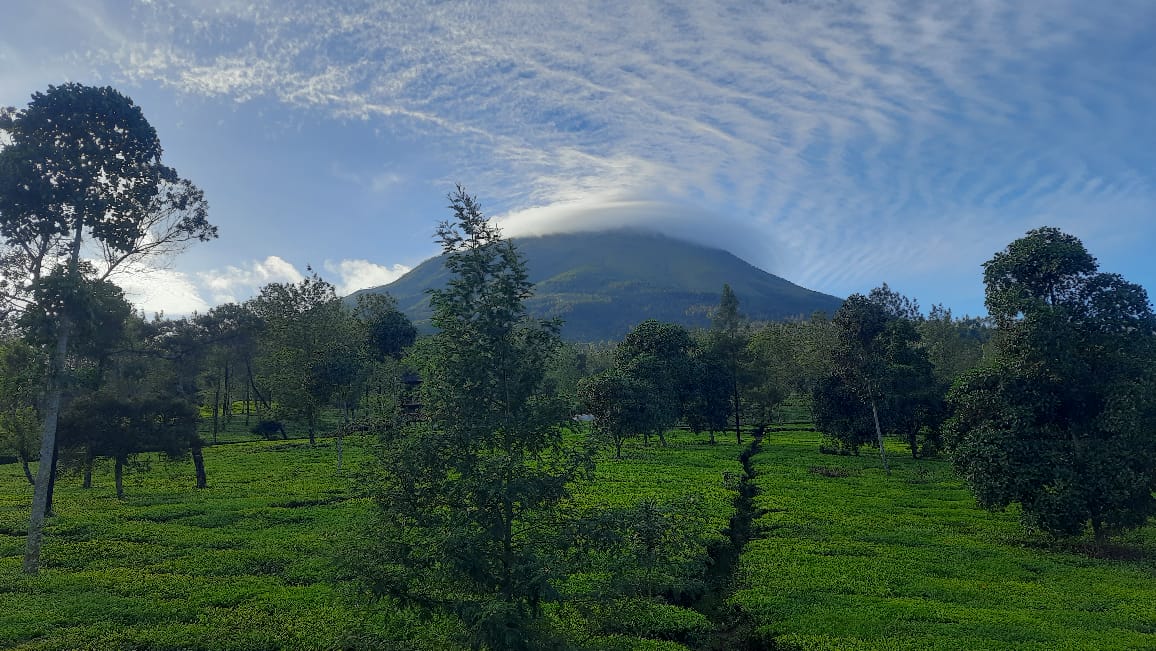 Hijau menghampar menyejukkan mata pemandangan kebun teh Tambi.