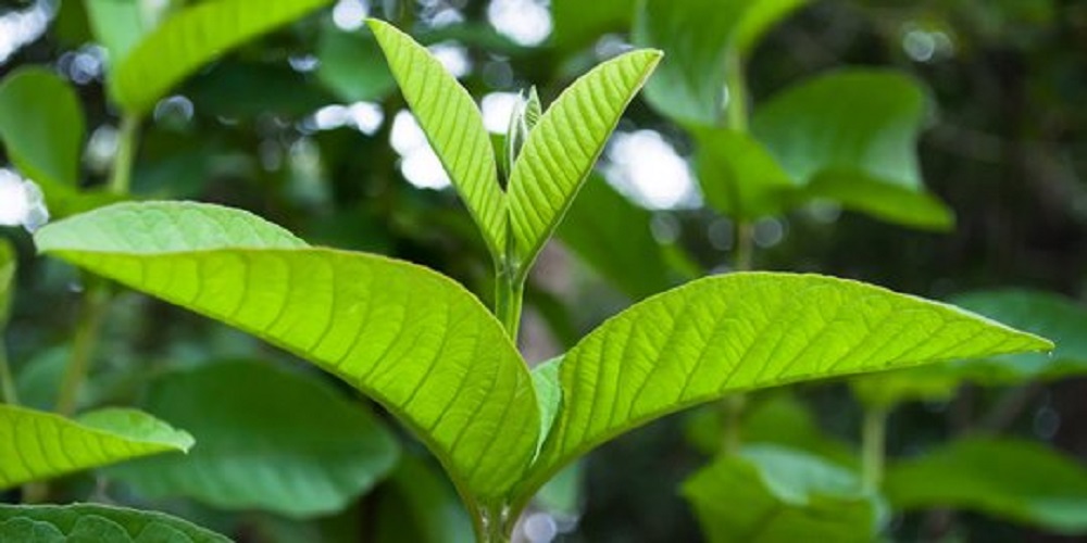 Daun jambu biji memiliki banyak manfaat bagi kesehatan tubuh lansia yang jarang diketahui banyak orang