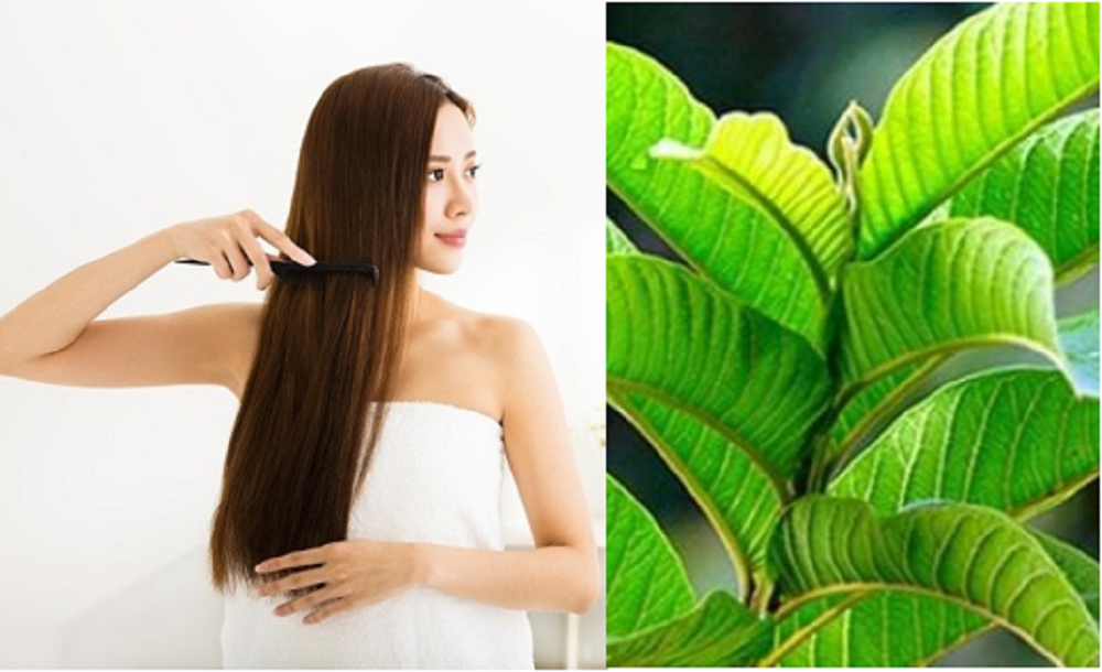 Daun jambu biji ternyata bisa untuk merawat rambut agar tetap sehat, kuat, dan berkilau.