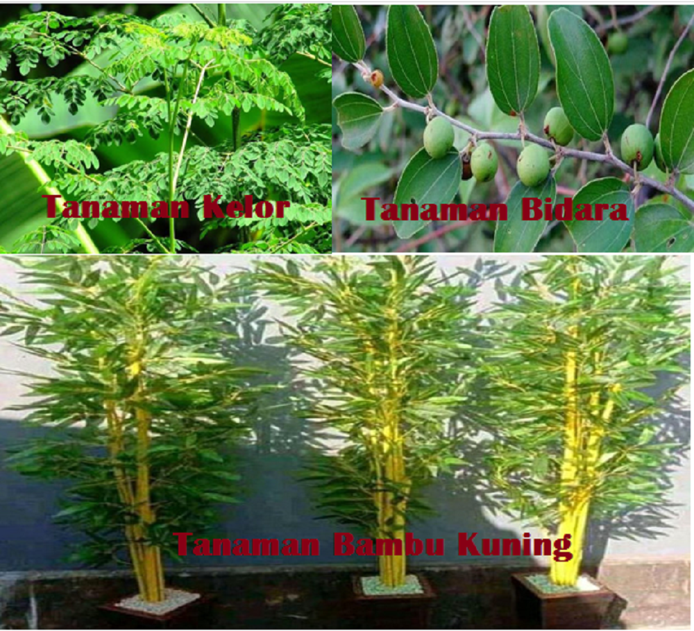 Tiga jenis tanaman yang diyakini bisa mengusir jin dan makhluk halus lainnya yang bisa ditanam di pekarangan rumah.