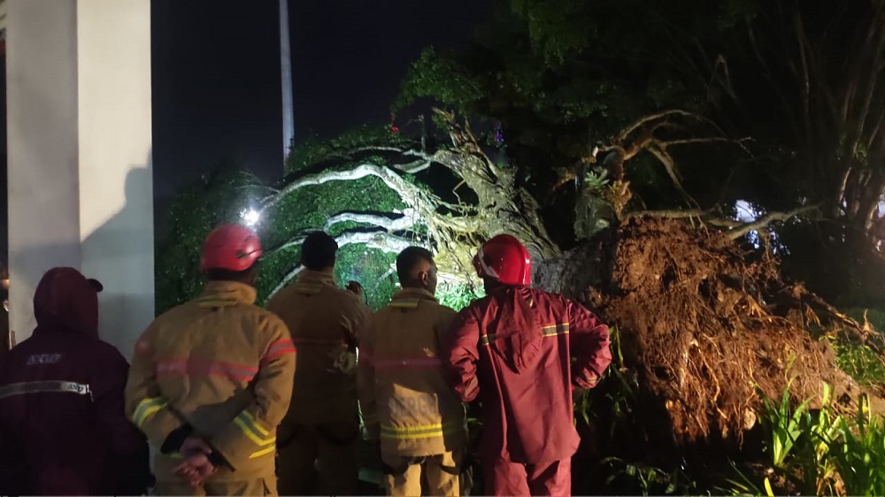 Petugas melakukan evakuasi terhadap pohon tunbang di Alun-alun Temanggung, Minggu (4/2/2024) malam.