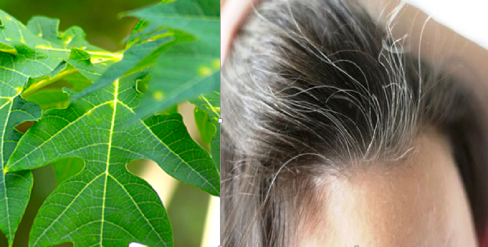 Daun pepaya sangat baik untuk kesehatan rambut, termasuk mengatasi rambut uban.