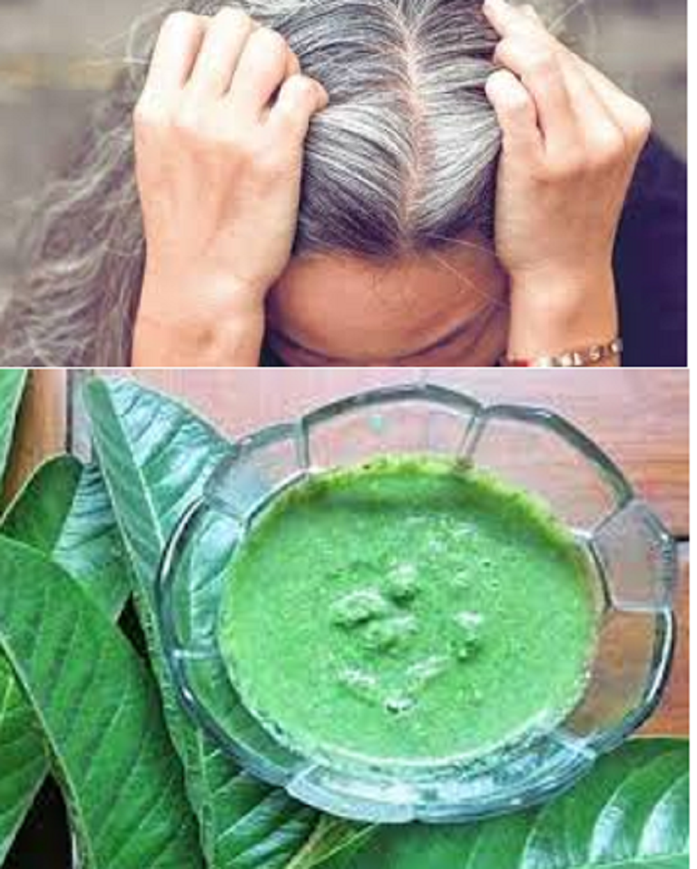 Daun jambu biji berkhasiat untuk menghilangkan rambut uban sampai ke akar-akarnya.