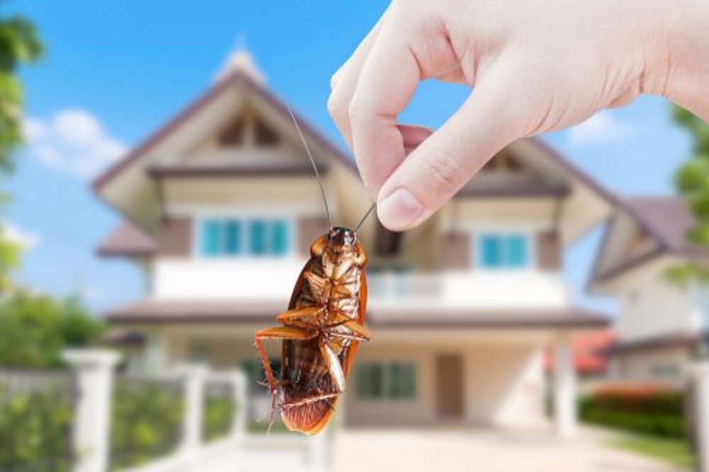 Ini 10 cara efektif mengusir dan membasmi kecoa dari rumah.