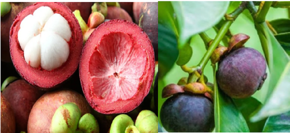 Buah manggis kaya akan manfaat bagi kesehatan.