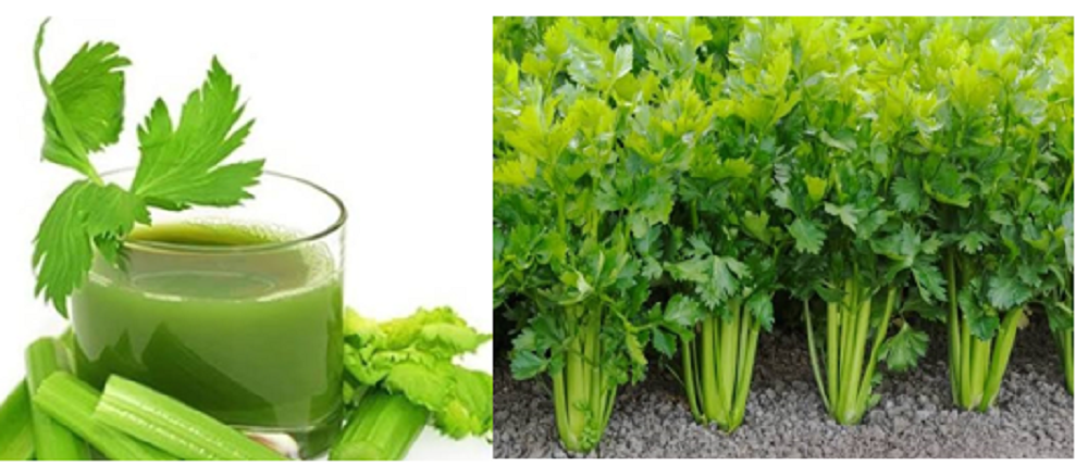 Tidak banyak diketahui jika daun seledri memiliki beragam manfaat untuk menjaga kesehatan ginjal.
