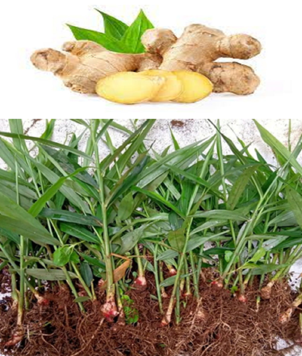 Mengonsumsi jahe yang tidak berebihan baik untuk kesehatan ginjal.