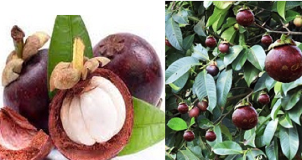 Buah manggis jika dikonsumsi tidak berlebihan ternyata baik untuk kesehatan ibu hamil.