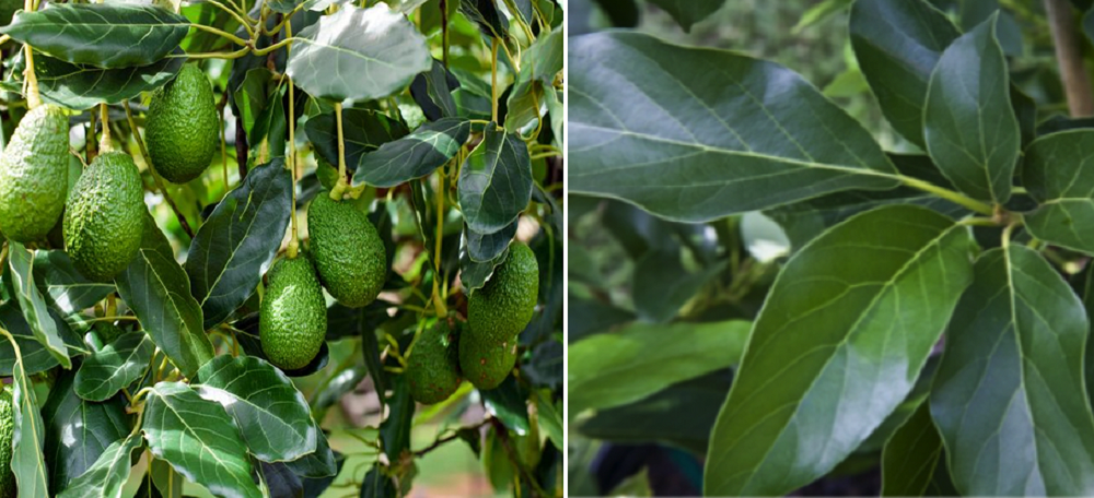 Meskipun berukuran kecil, daun buah alpukat kaya akan protein, serat, senyawa tanaman dan juga mineral.  Selain itu, daun alpukat mengandung karbohidrat, lemak, natrium, kalsium, dan vitamin E.