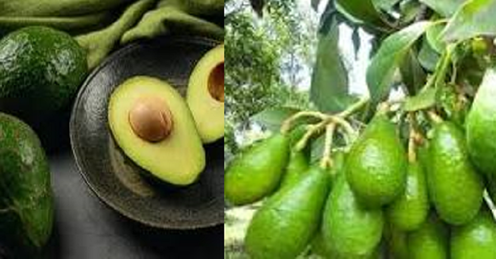 Buah Alpukat rasanya lezat dan kaya manfaat untuk kesehatan.