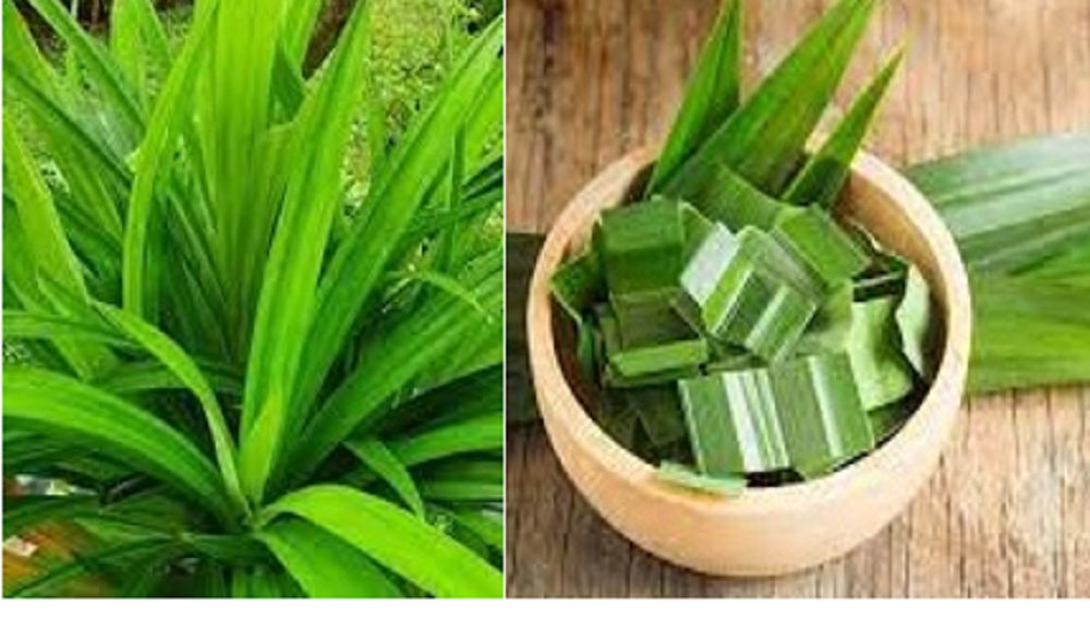 Daun pandan memiliki banyak keistimewaan.Daun ini kaya akan manfaat bagi kesehatan.