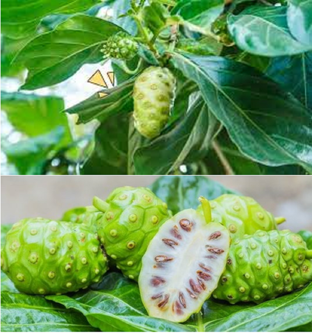 Mengkudu menjadi salah satu buah yang berguna sebagai obat herbal.