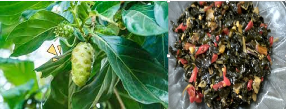 Tak hanya buahnya, daun mengkudu atau Morinda citriolia ternyata banyak berkhasiat untuk kesehatan. Pengolahannya bisa dengan cara dibuat tumis.