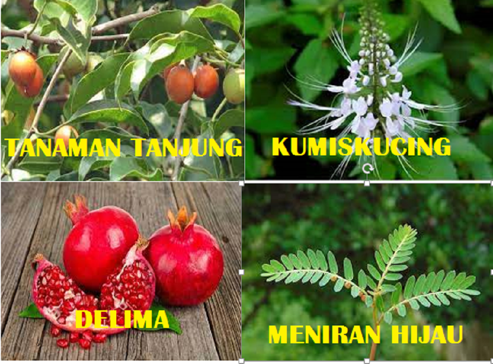 Selain pengobatan medis, ada juga pengobatan herbal untuk batu ginjal yang dipercaya dapat menghilangkan penyakit ini.