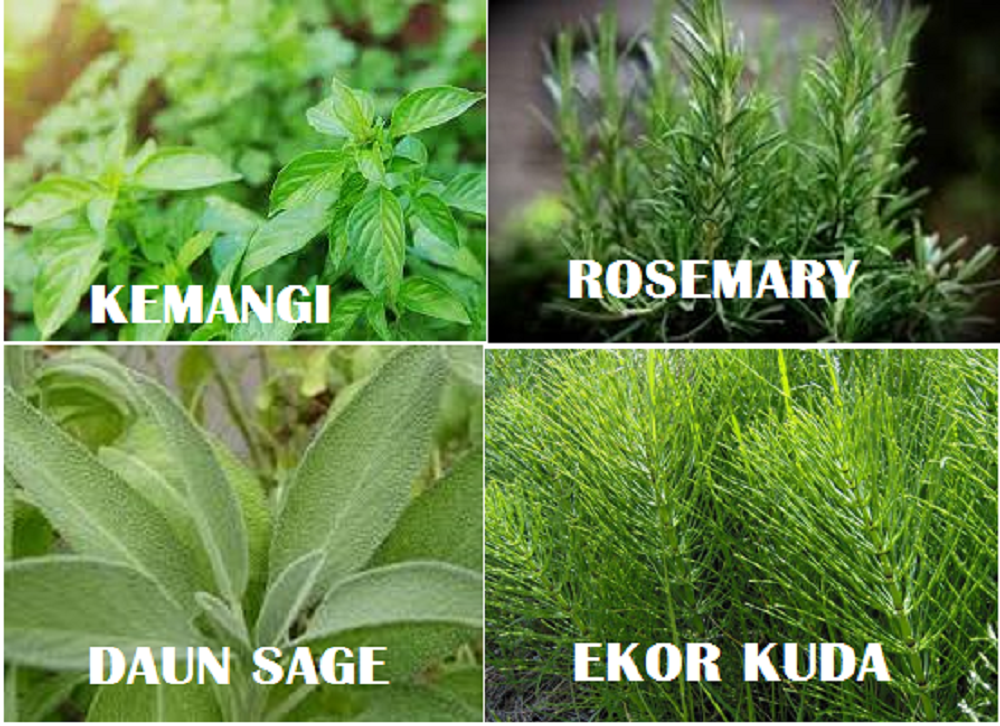 Selain dengan skincare yang kebanyakan mengandung bahan kimia, untuk menjaga wajah awet muda dan menghilangkan noda hitam di wajah, bisa mengonsumsi bahan herbal ini.