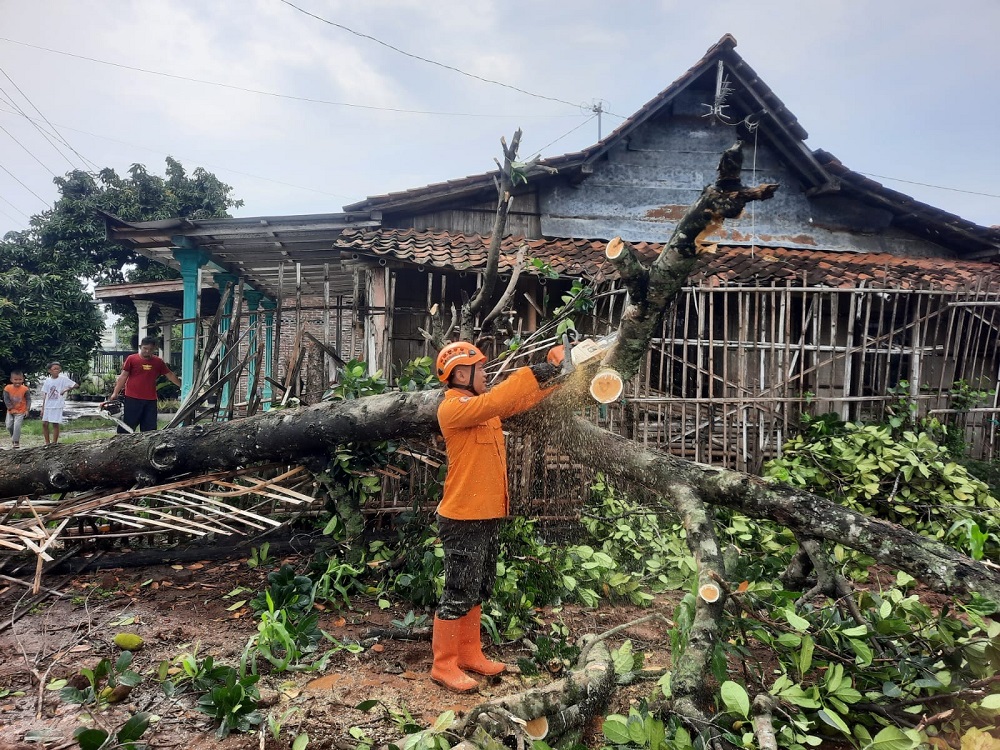 Hujan deras disertai angin kencang menyebabkan pohon tumbang di wilayah Kabupaten Kendal, Rabu (13/3/2024).
