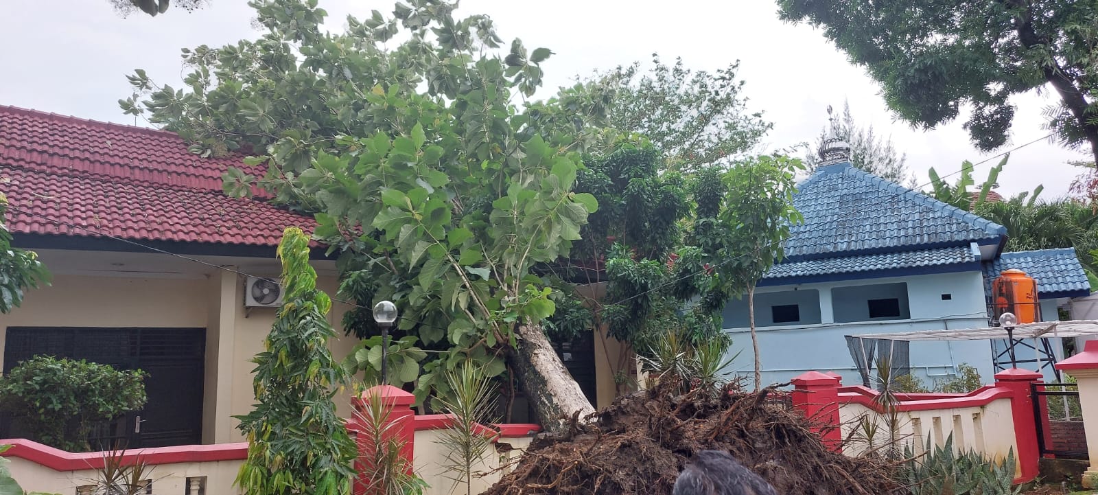 Pohon jati di dekat kantor Kecamatan Semarang Selatan tumbang menimpa rumah dinas.