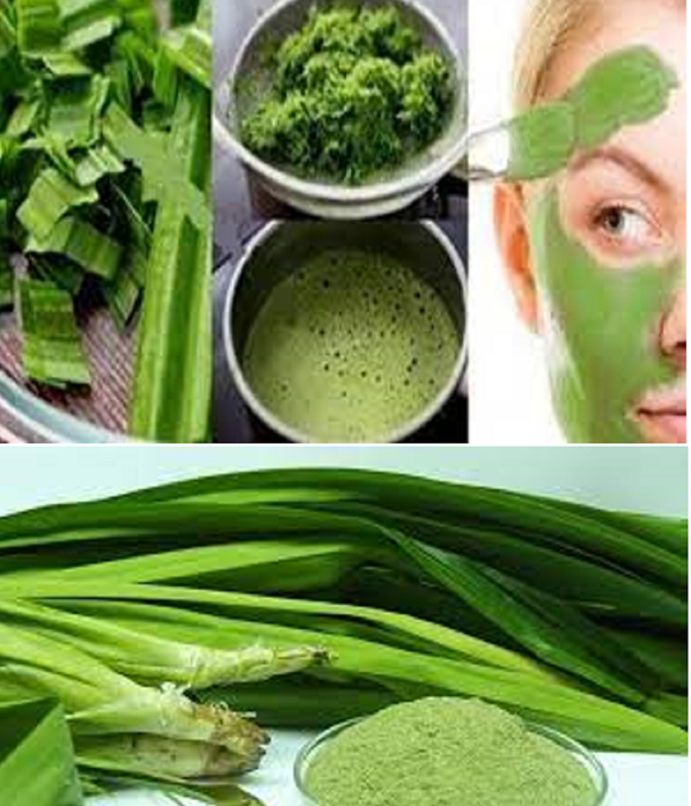 Anda yang di rumah pun bisa menggunakan masker daun pandan untuk menghilangkan flek hitam di wajah yang sudah menahun.