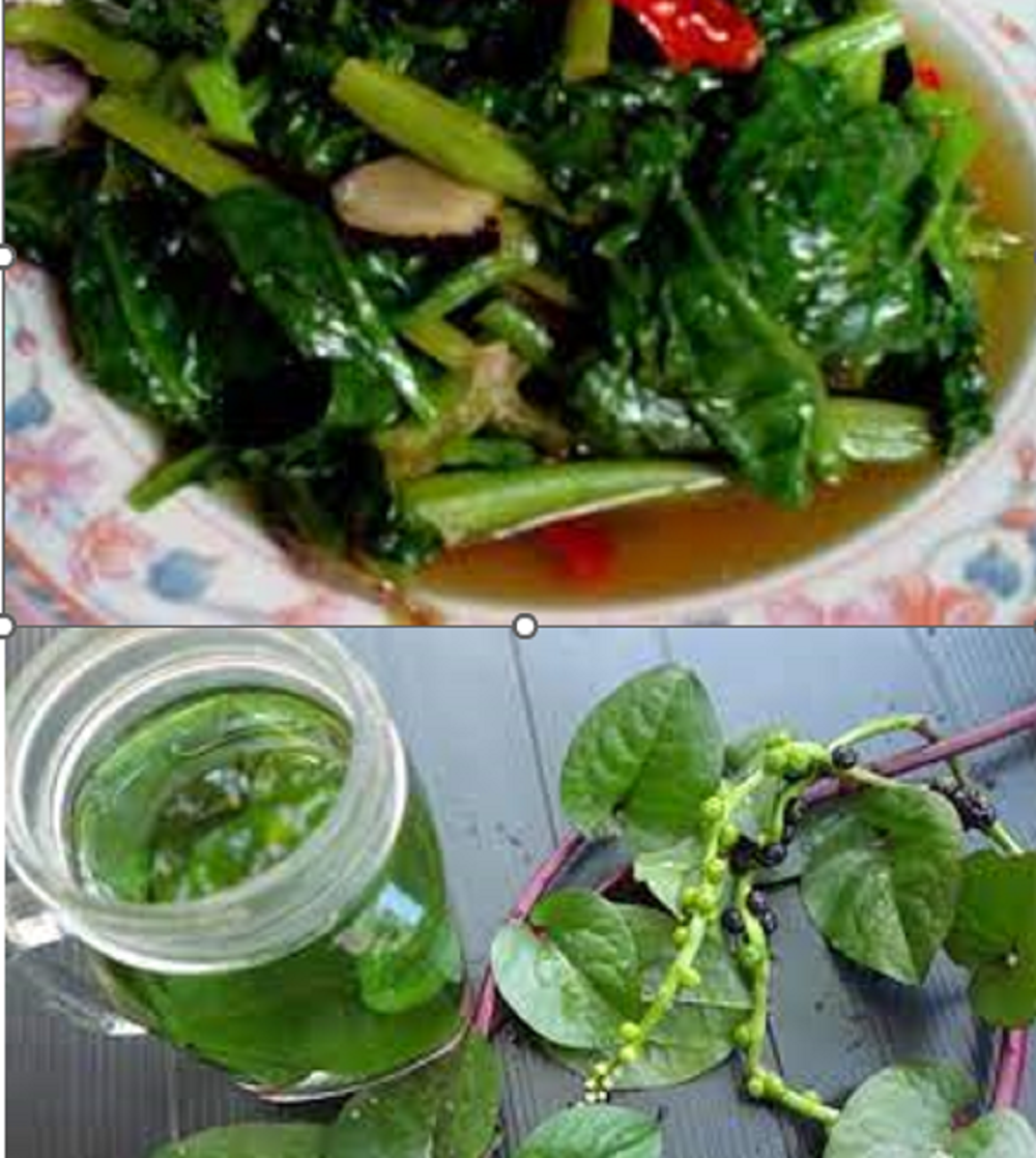 Salah satu tanaman Indonesia yang memiliki banyak khasiat kesehatan adalah daun binahong. Daun ini bisa dikonsumsi dengan dibuat jus ataupun ditumis.