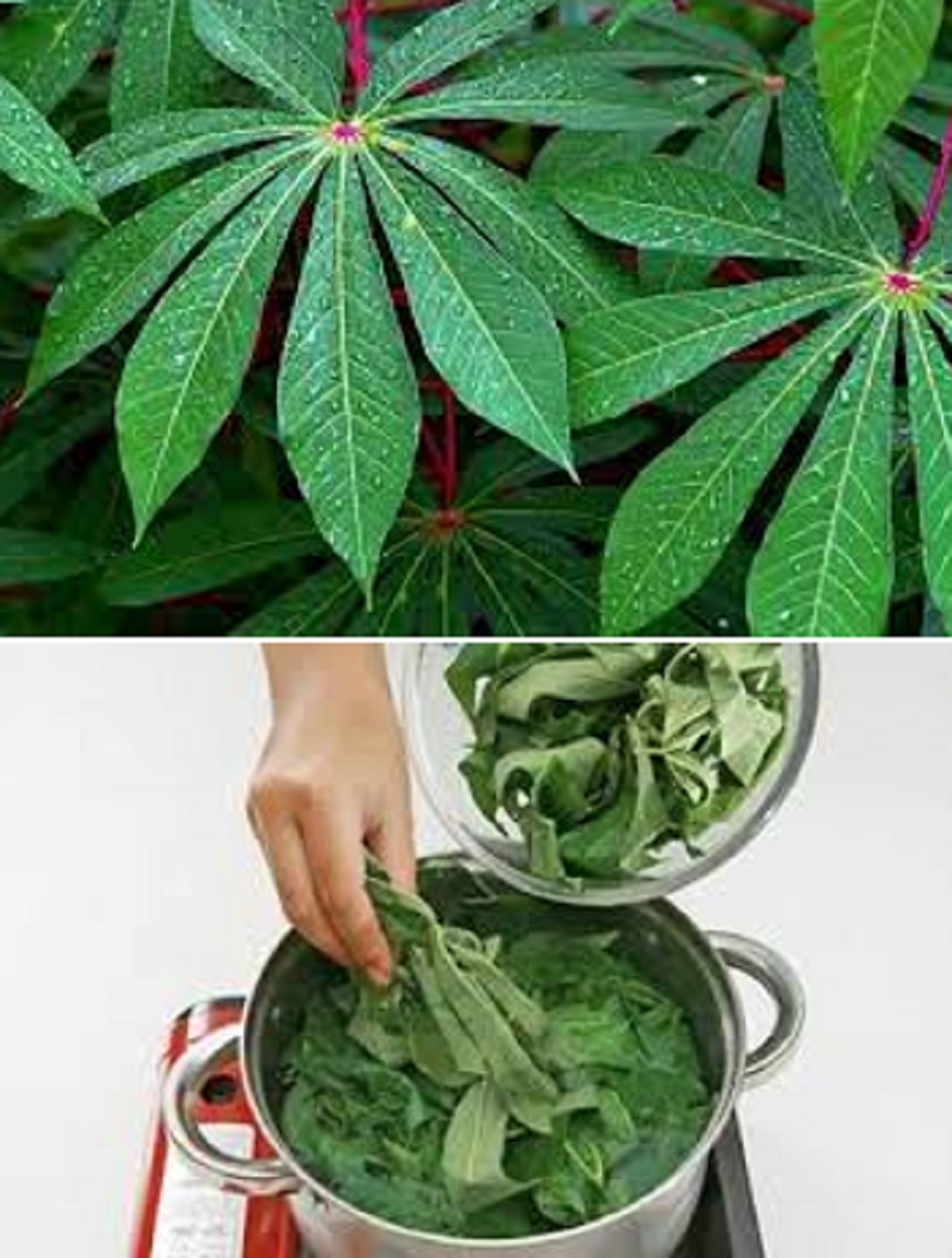 Daun singkong banyak dimanfaatkan sebagai bahan makanan, pengobatan tradisional, hingga bahan baku industri. Manfaatnya mulai dari mengatasi diare, menurunkan demam, hingga mencegah kanker.