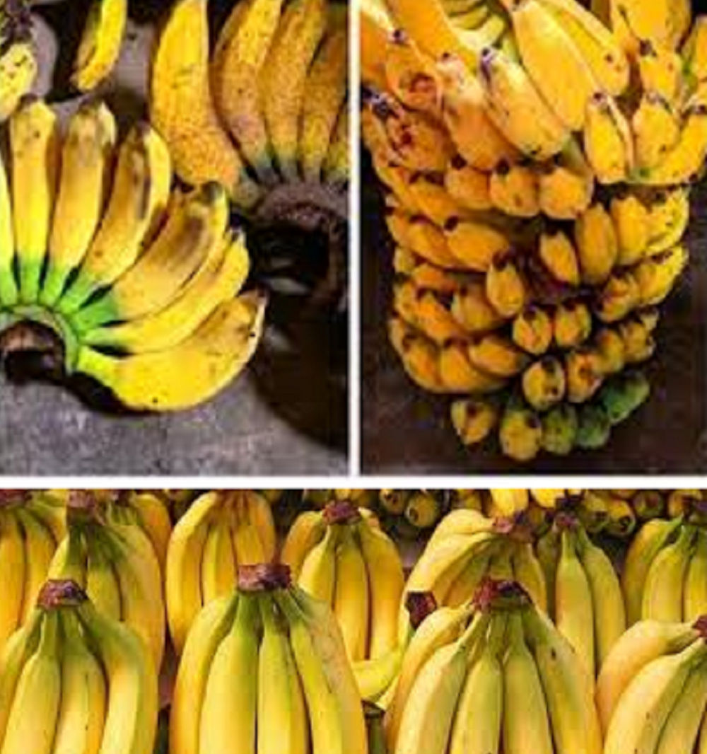Manfaat pisang untuk diet  mengandung karbohidrat yang mudah dicerna dan lemak yang rendah, sehingga menjadi salah satu pilihan buah yang cocok dikonsumsi sebagai bagian dari program diet.