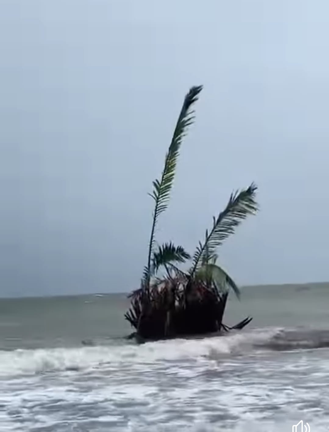 Buyuk atau pohon rimba atau biasa disebut rembulung sedang viral. Ini setelah keberadaan buyuk ini muncul di Pantai Jepara