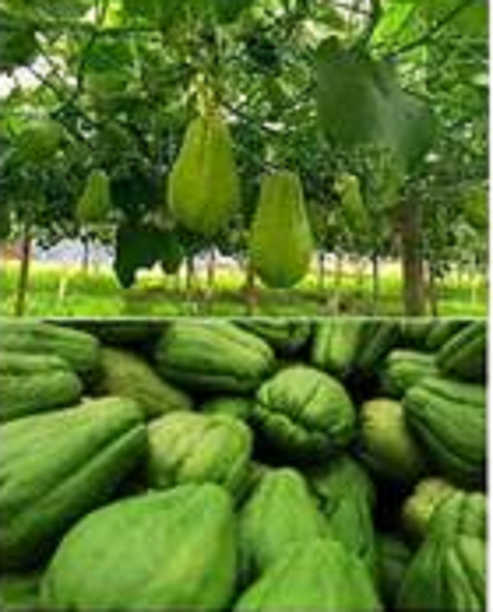 Bagi penderita kolesterol berlebih, tak perlu ragu-ragu untuk mengkonsumsi labu siam.