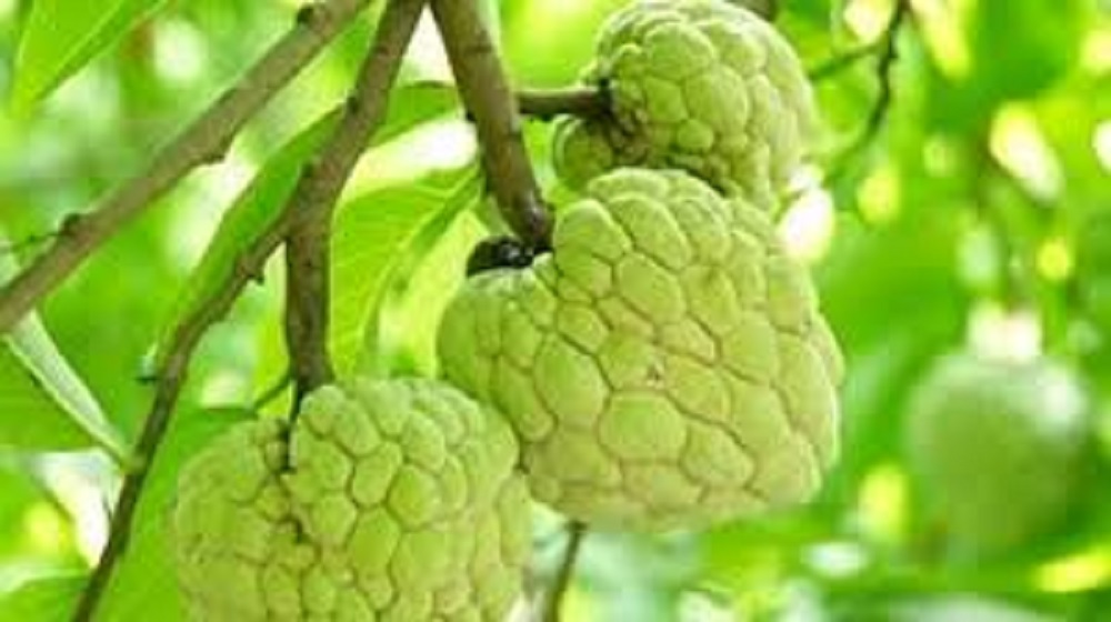 Buah Srikaya memiliki rasa manis dan berbagai kandungan vitamin dan nutrisi di dalamnya.  Buah srikaya baik untuk kesehatan.