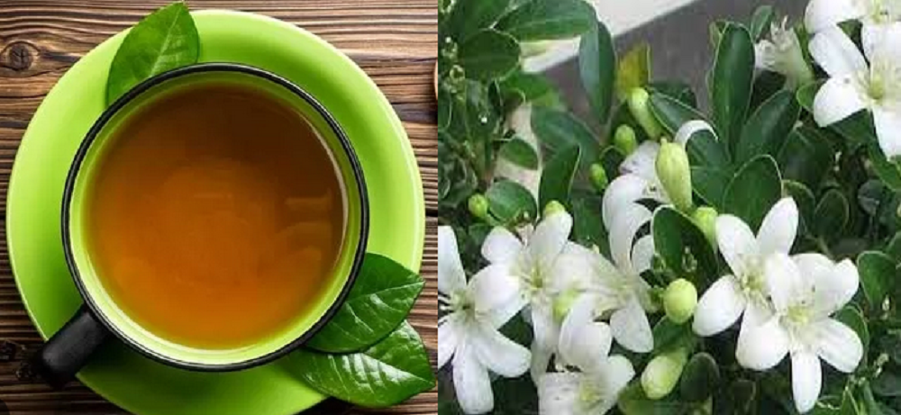 Daun kemuning ternyata memiliki segudang manfaat untuk kesehatan.