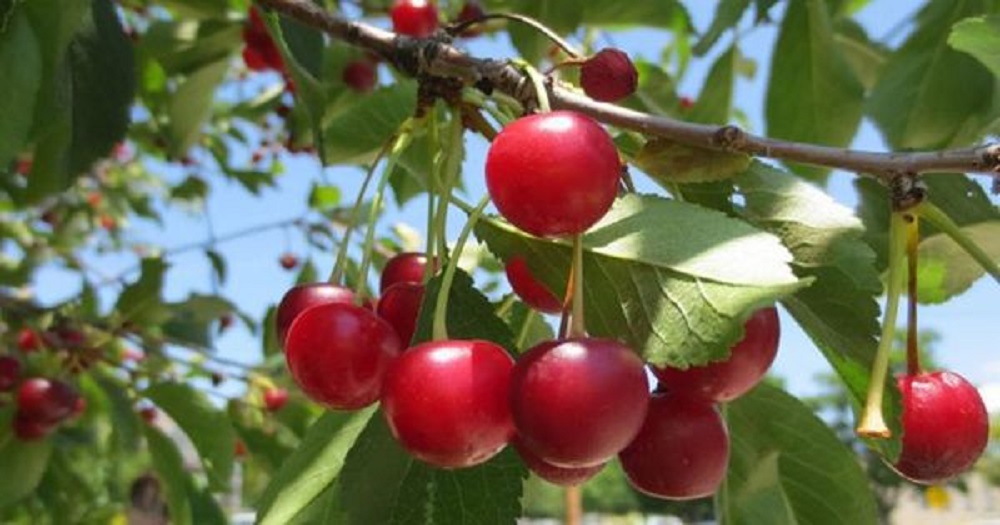 Buah kersen memiliki sedikit kalori, banyak serat, vitamin C, mineral, antioksidan, dan nutrisi lain yang baik untuk tubuh.