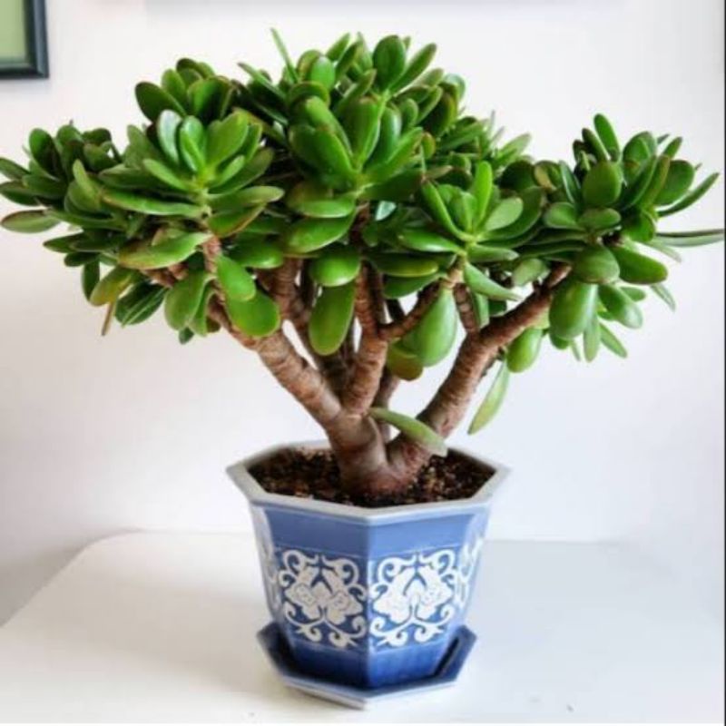 Tanaman jade plant yang eksotis.