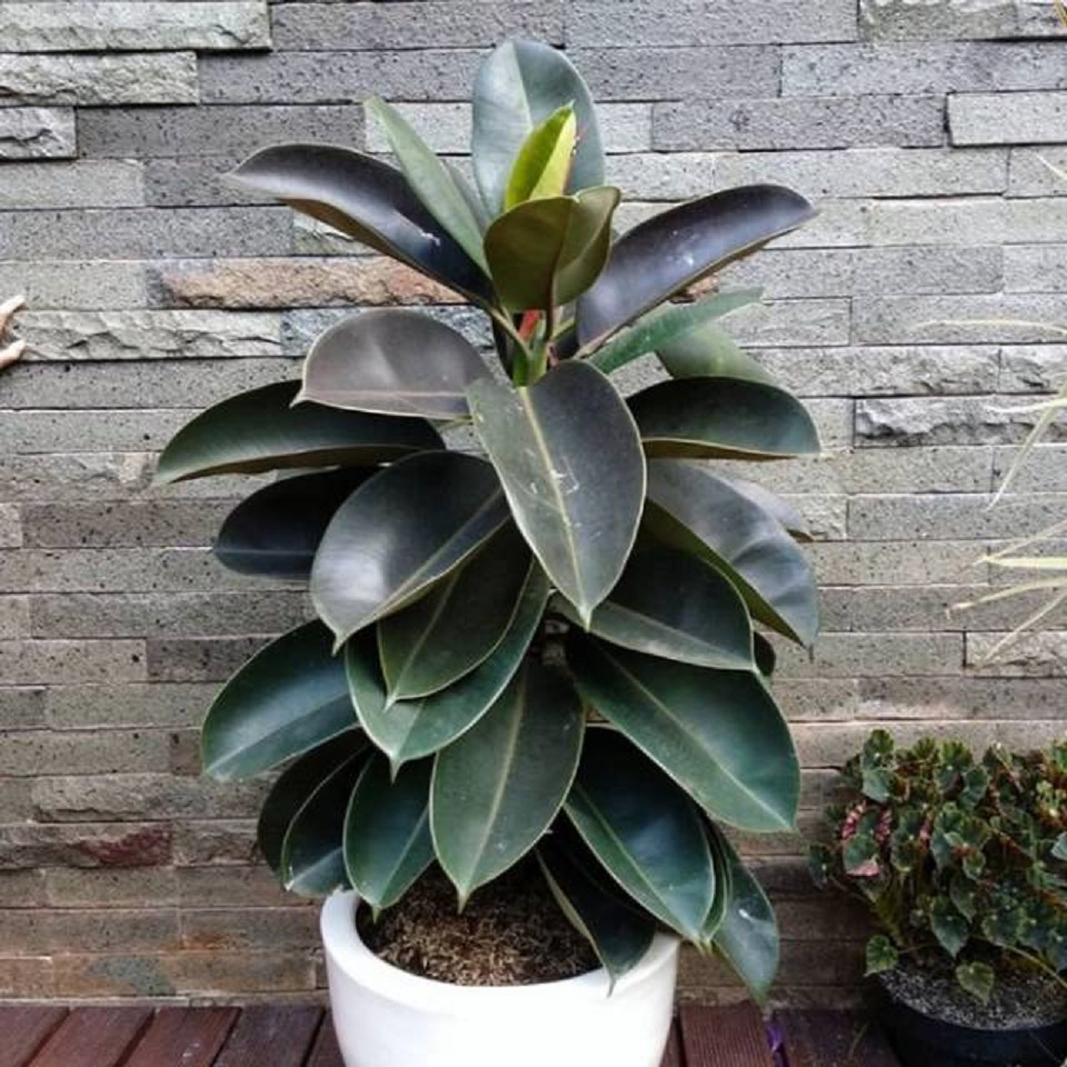 Karet kebo yang unik dan cantik.