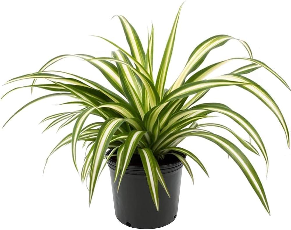 Spider plant perawatannya mudah dan gampang berkembang.