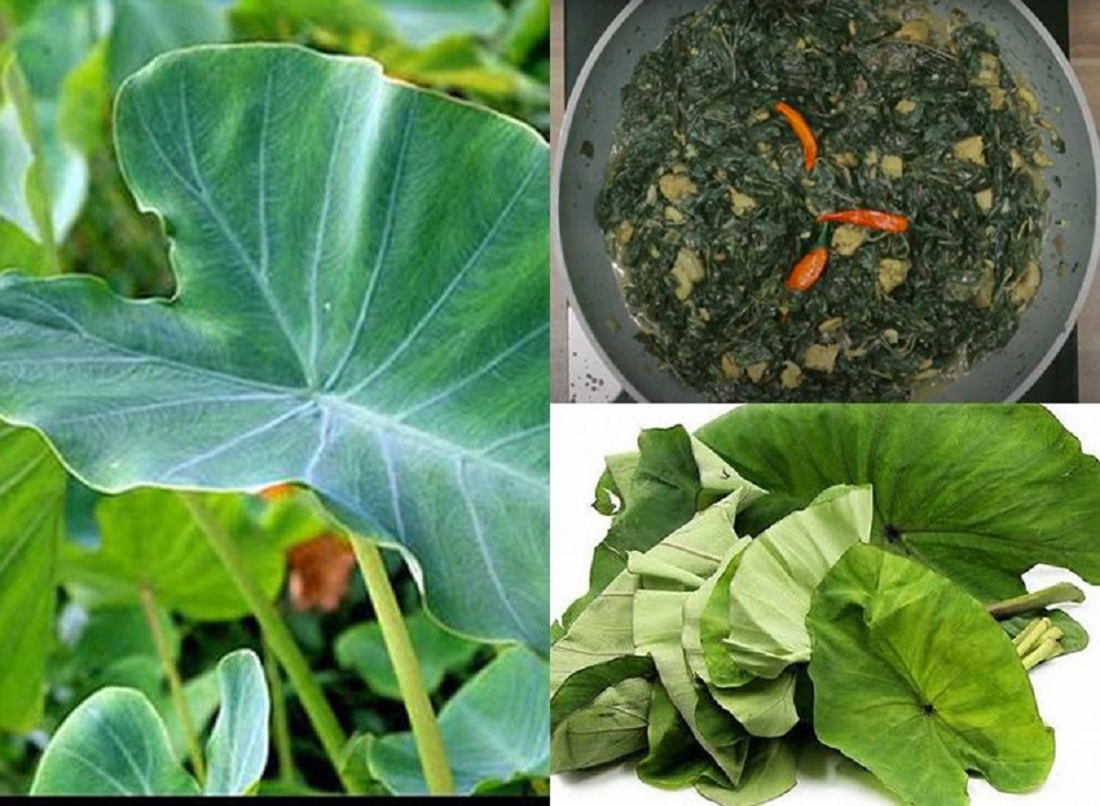 Daun talas yang sering kali diabaikan, ternyata memiliki beragam manfaat untuk kesehatan yang luar biasa.