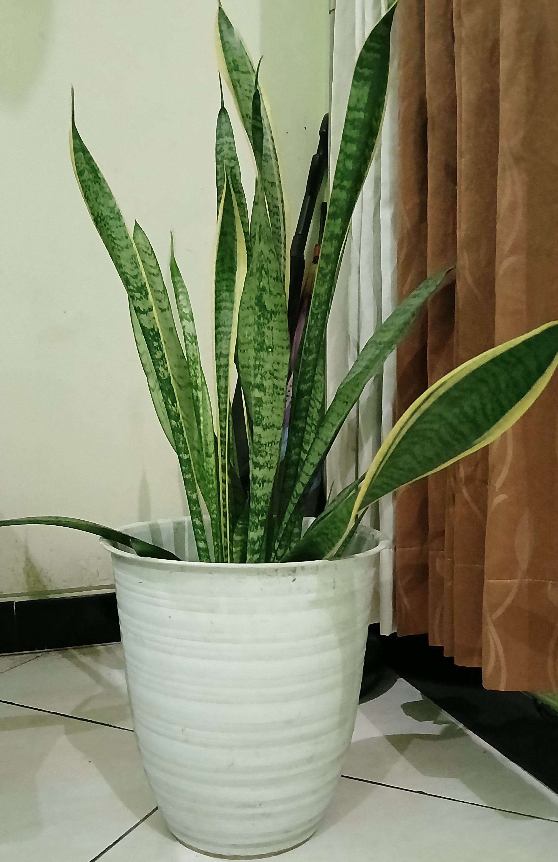 Lidah mertua atau sansieviera sangat cocok diletakkan di dalam ruangan.