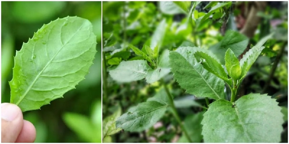 Manfaat daun beluntas untuk kesehatan sudah dikenal sejak ratusan tahun silam.