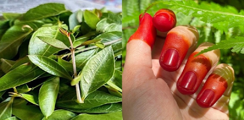 Daun pacar atau inai yang  selama ini kerap dipakai mewarnai kuku dan rambut, ternyata punya manfaat beragam untuk kesehatan tubuh.