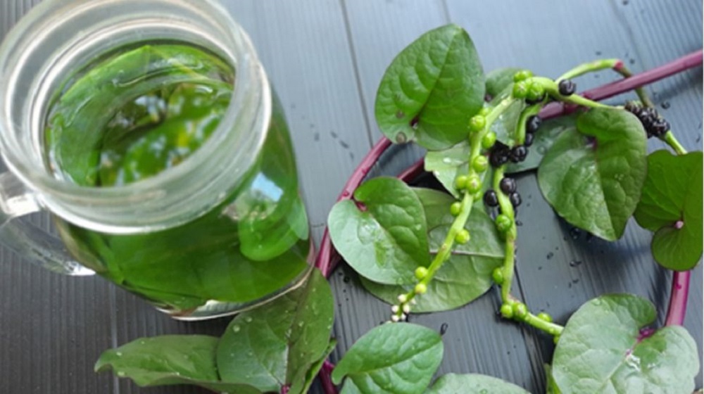 Cara mengonsumsi daun binahong bisa dibuat jadi minuman jus, masakan tumis daun binahong, atau yang paling simpel direbus saja.