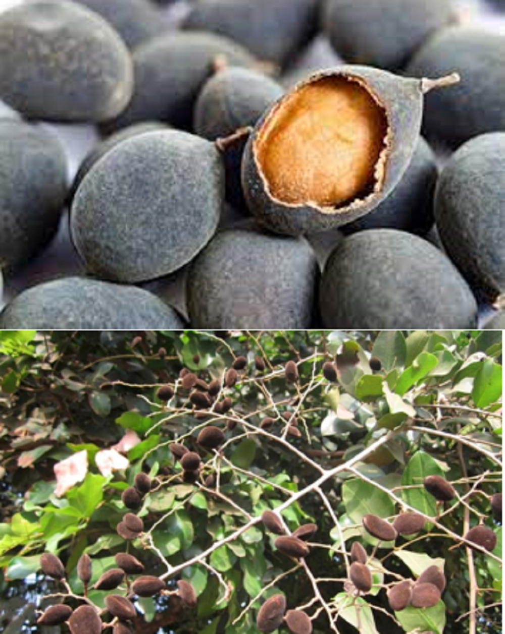 Buah Asam Kranji Kerap Diabaikan, Ternyata Bermanfaat untuk Kesehatan, di Antaranya Mencegah Kolesterol dan Diabetes