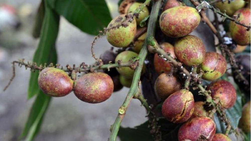 Manfaat buah matoa datang karena sumber antioksidan yang sangat baik, sehingga dapat meningkatkan sistem imun tubuh, serta melawan infeksi virus dan bakteri.
