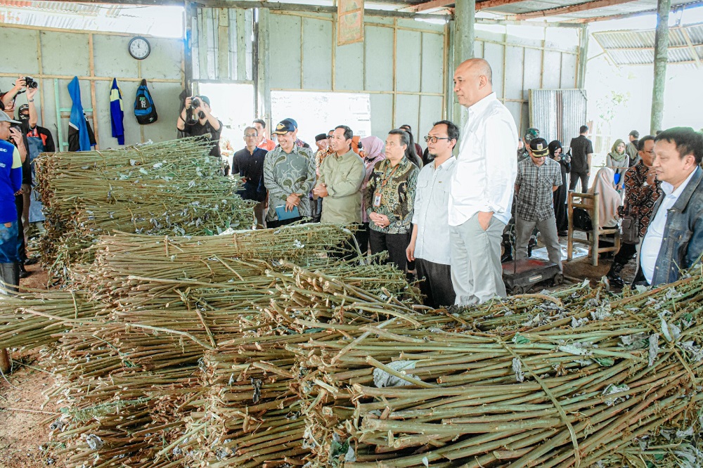 Tanaman rami yang menjadi bahan dasar pembuatan benang serat linen CV Ramindo Berkah Persada Sejahtera, di Desa Simbang Kecamatan Kalikajar, Wonosobo, Sabtu (30/3/2024)