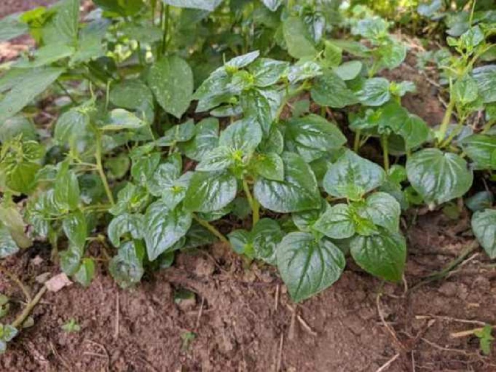 Suruh cina dengan nama latin Peperomia pellucida ini banyak digunakan sebagai obat herbal tradisional.