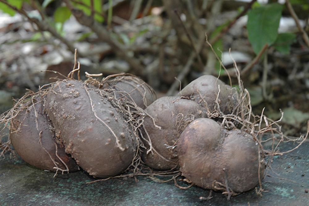 Umbi uwi (Dioscorea spp.) merupakan salah satu jenis umbi yang banyak tumbuh di Indonesia memiliki kandungan karbohidrat yang tinggi.