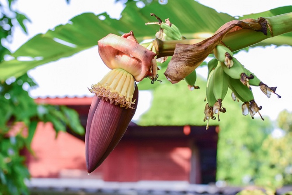 Jantung pisang memiliki manfaat yang luar biasa untuk kesehatan.